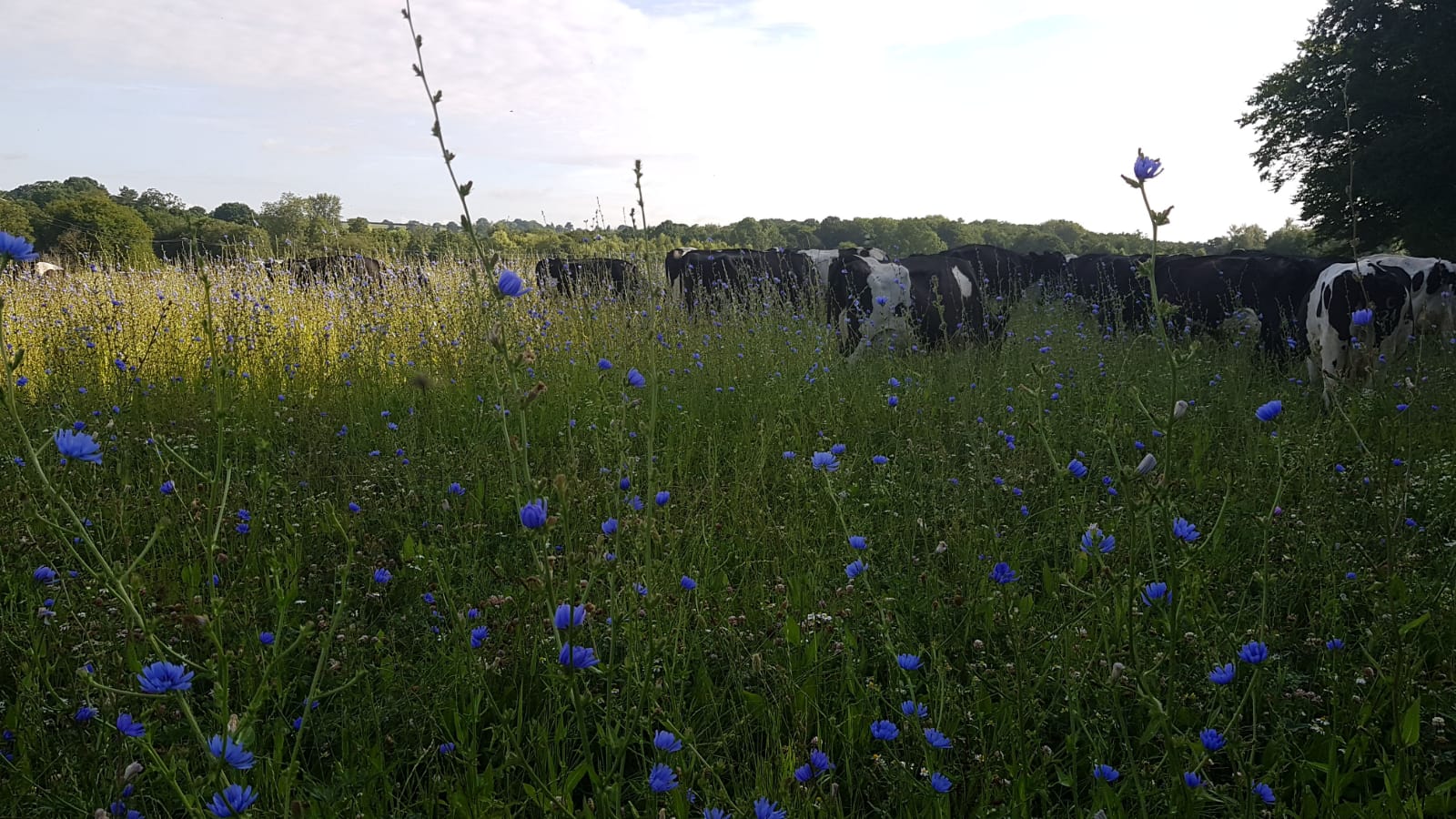 Standing hay good timing or good luck? AHDB